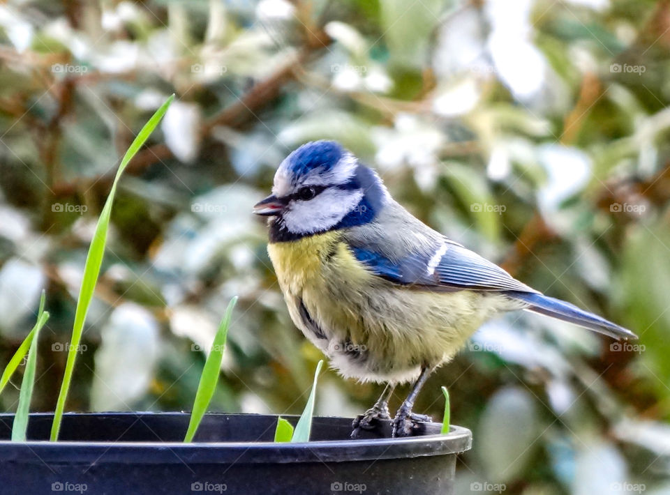 Blue tit