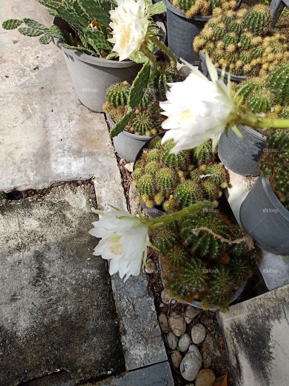 Beautiful Cactus Flower 