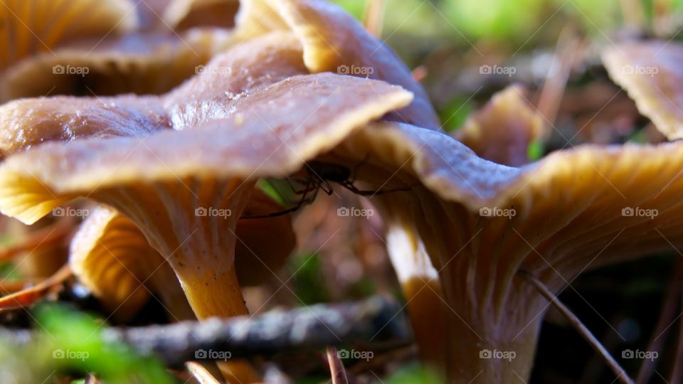 Spider hiding under chanterelle 