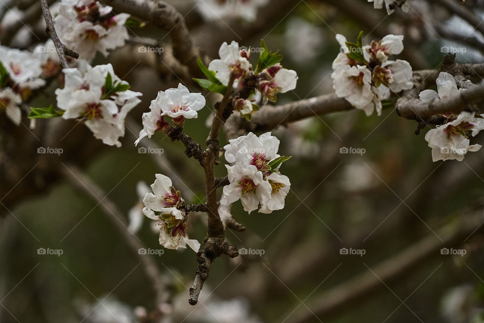 Almond tree blossom in Spring