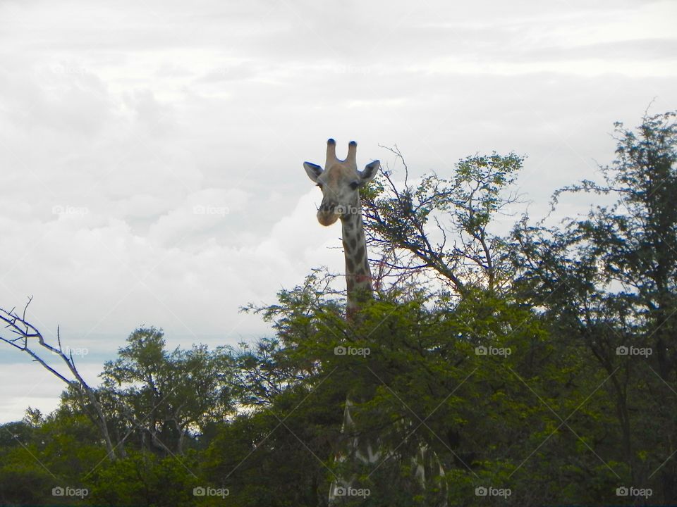A giraffe in Botswana peering above the treetops 