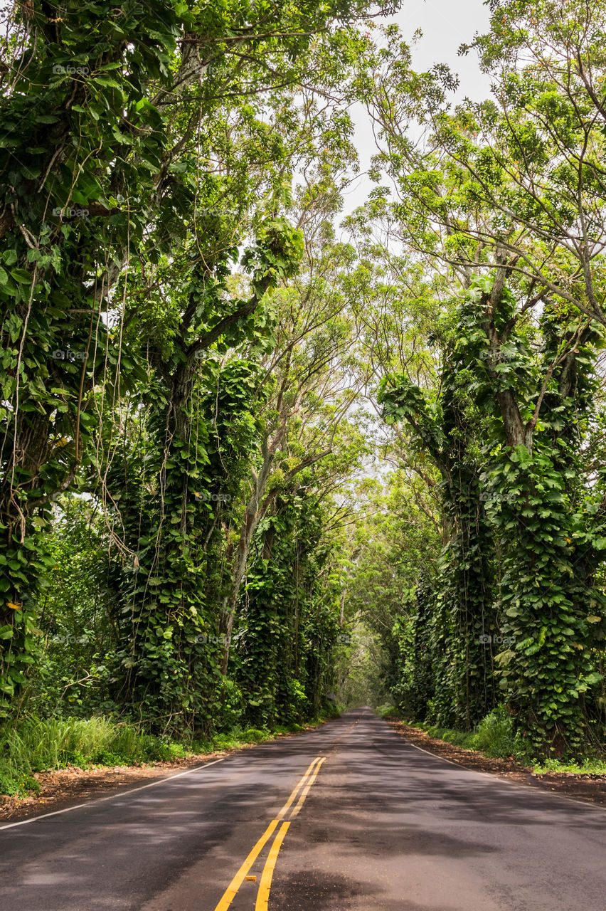 View of road passing through forest