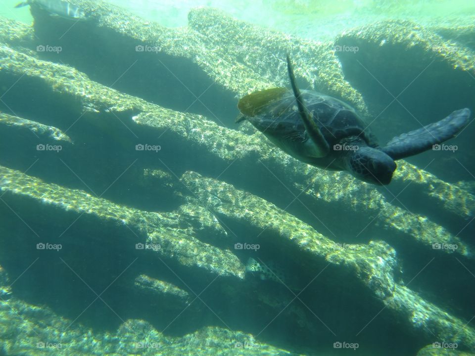 Under the sea
Under the sea
Darling it's better
Down where it's wetter
Take it from me
Up on the shore they work all day
Out in the sun they slave away
While we devotin'
Full time to floatin'
Under the sea 🎼