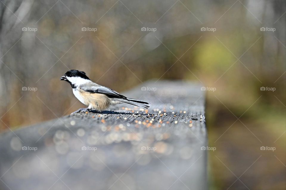 Little chickadee eating food on a wooden bridge rail