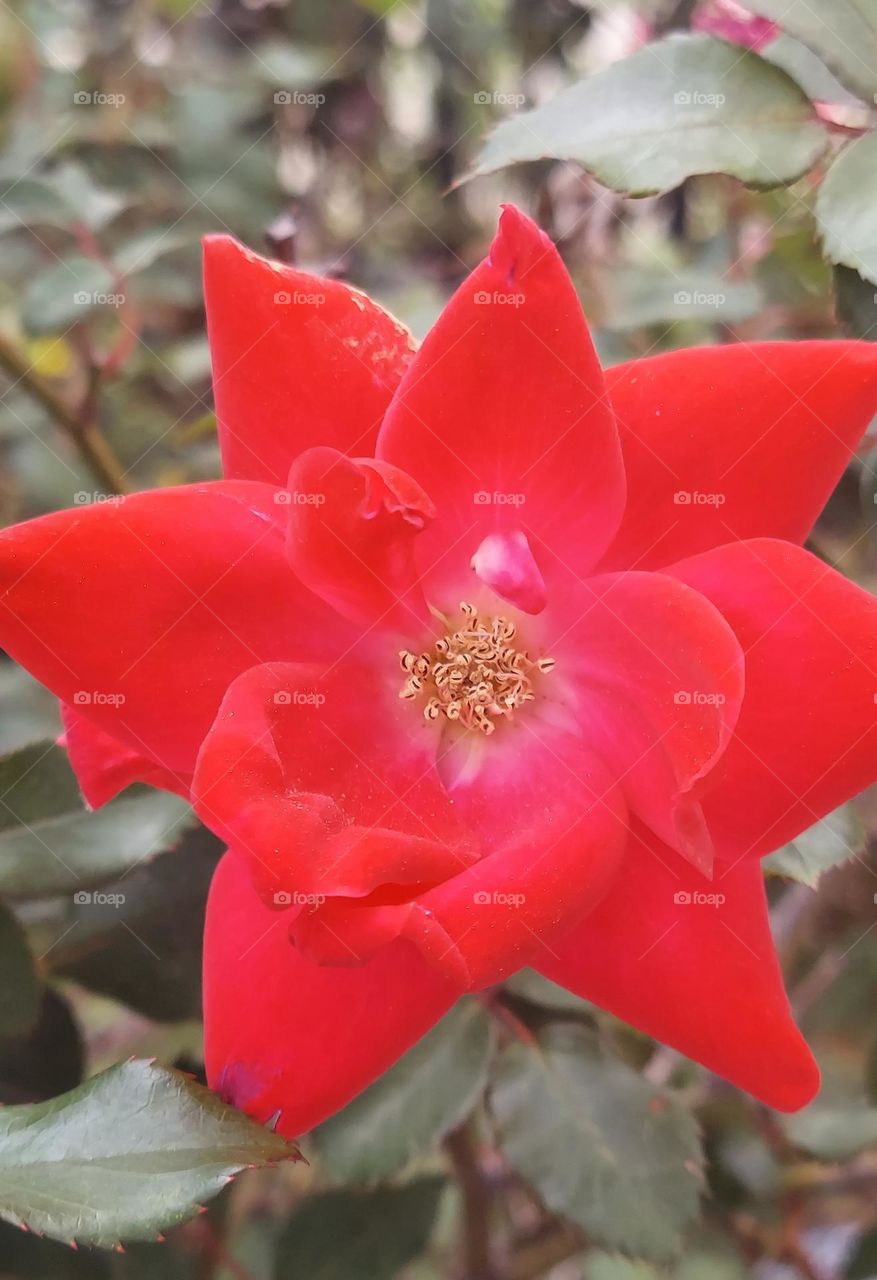 A Red Rose