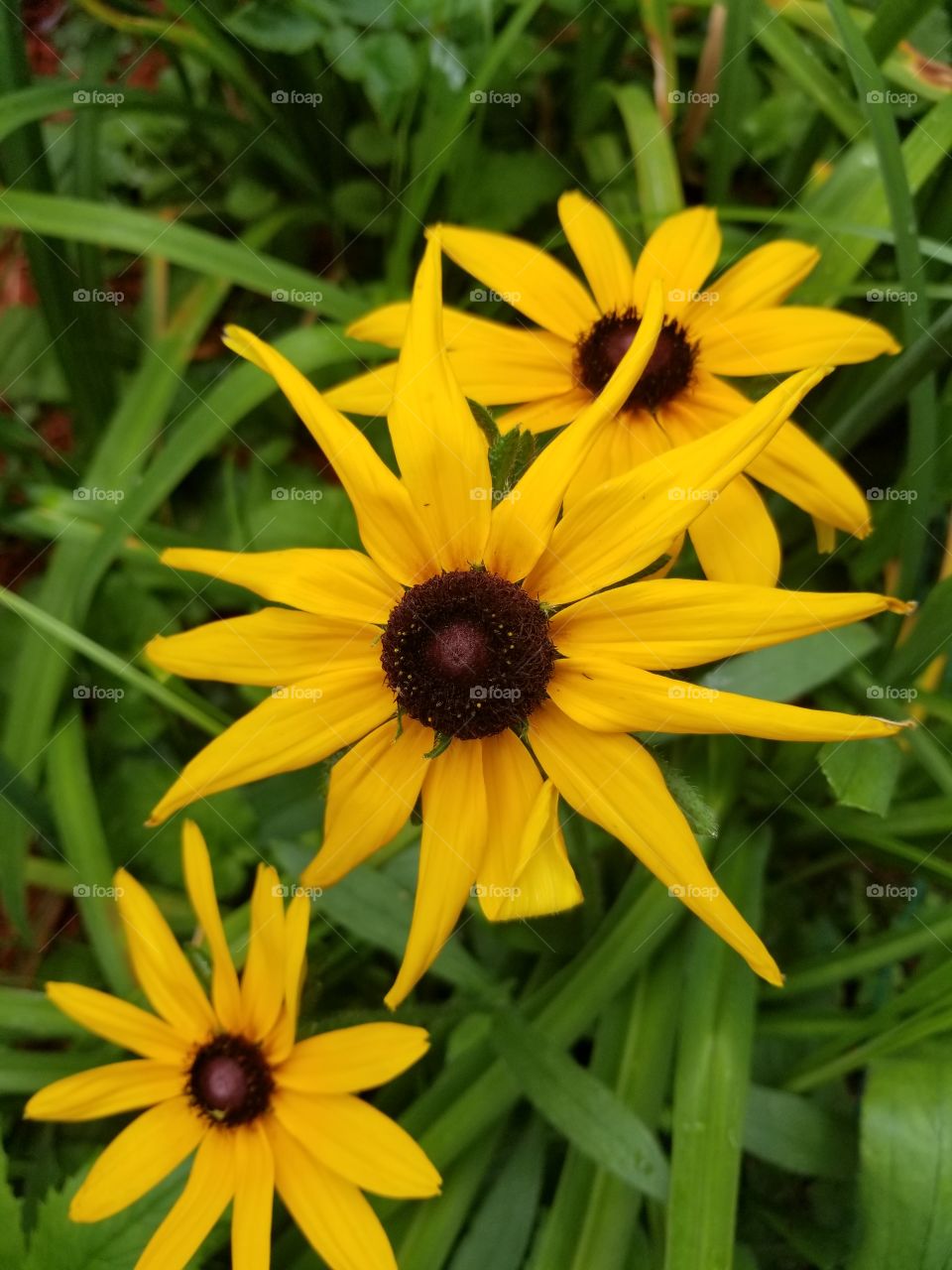 black eyed Susan