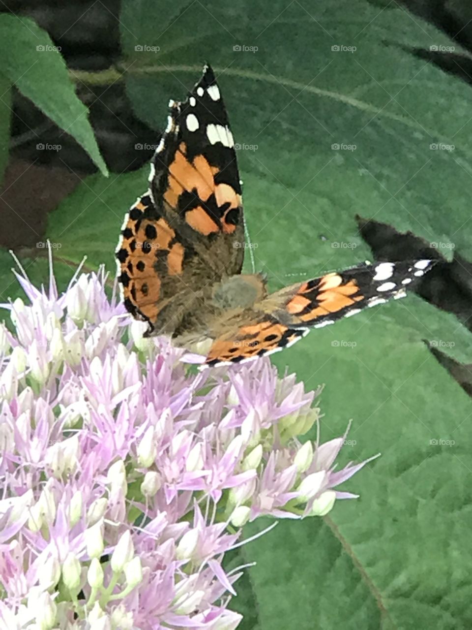 Butterfly, purple, 
