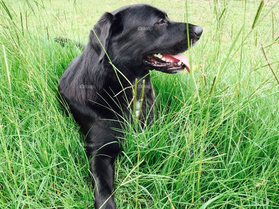 Side view of a black dog sitting