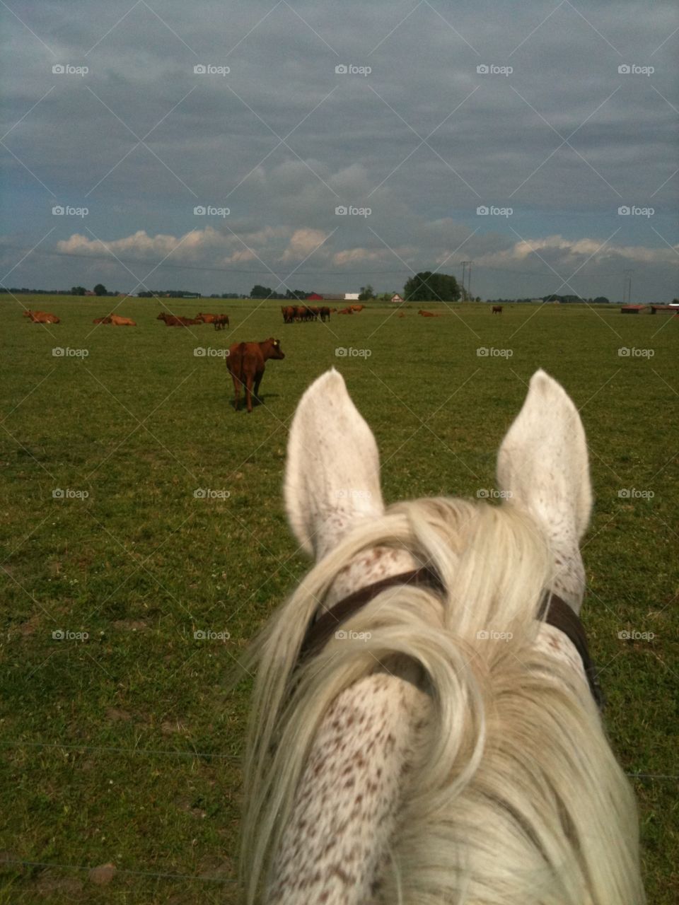 My horse watching the cattle