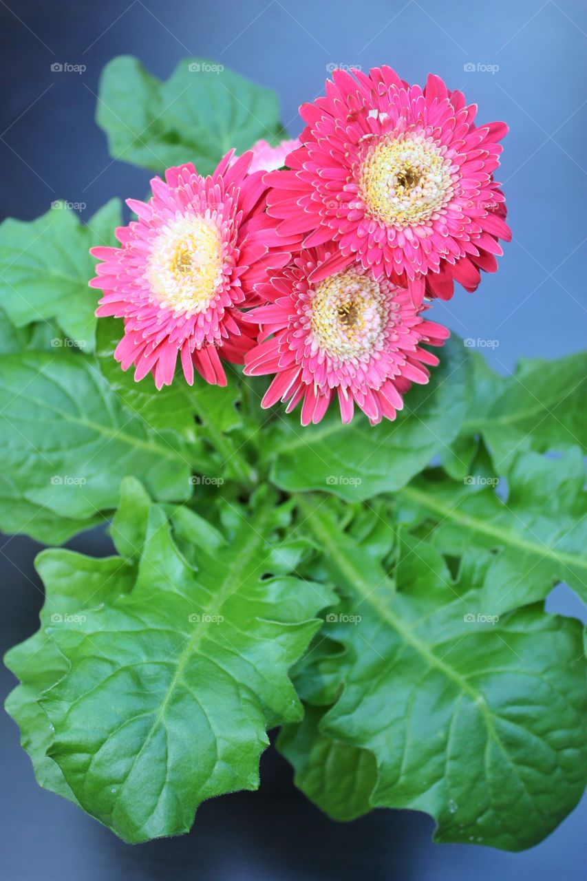 Pink gerbera flowers and green leaves with gray background 