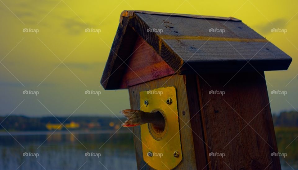 A fishtail coming out from a birdhouse entrance. Tail of a small perch fish coming out from a birdhouse entry on a summer evening by the lake in Nokia, Finland.