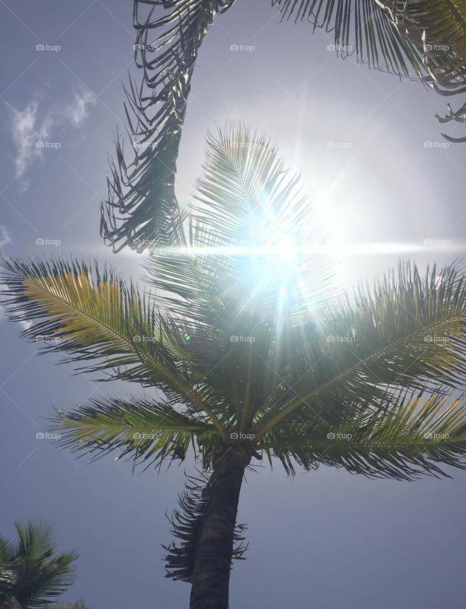 Palm Tree Dreamin'