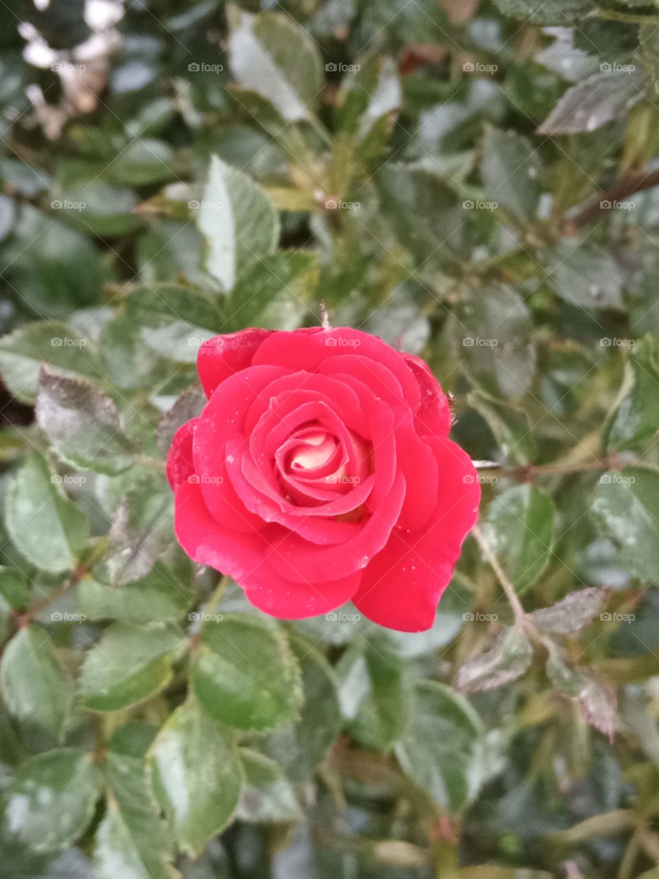 Red rose