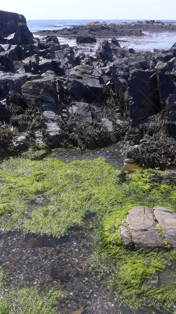 tidepool