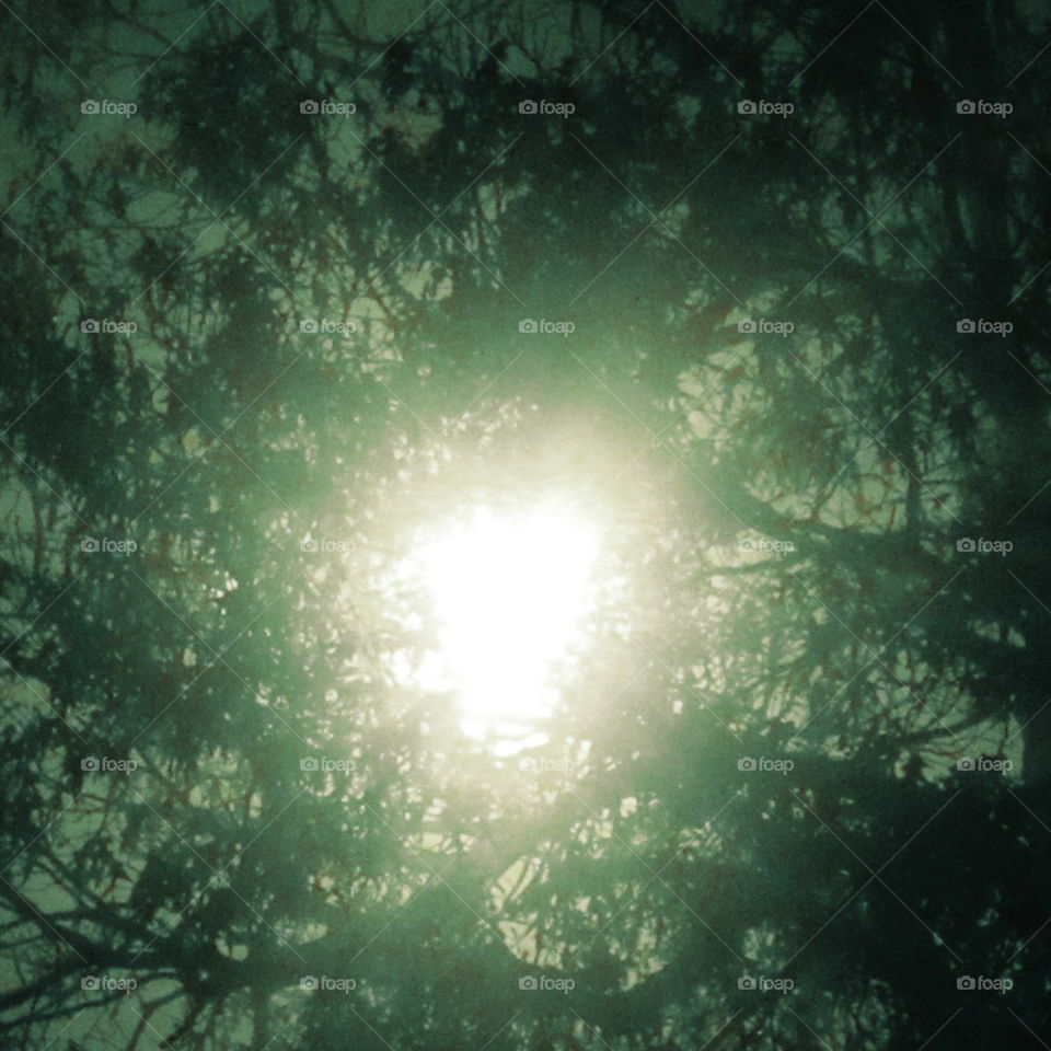 Bright Light in the Tree at Night