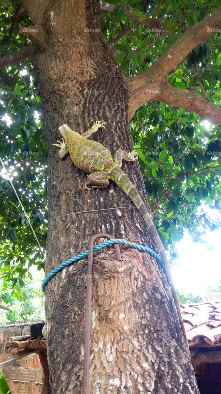Camaleão na árvore do quintal.