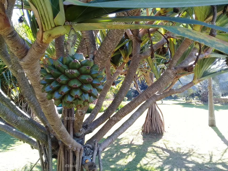 Um momento de relax: o Jardim Botânico de Jundiaí e sua reserva de plantas exóticas.
📸
#FOTOGRAFIAÉNOSSOHOBBY
#foto #paisagem #landscapes