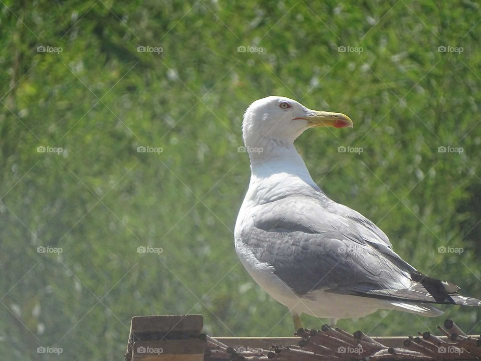 Seagull