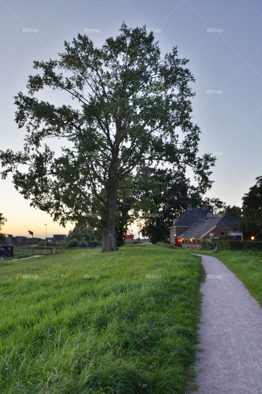 Big tree, farm