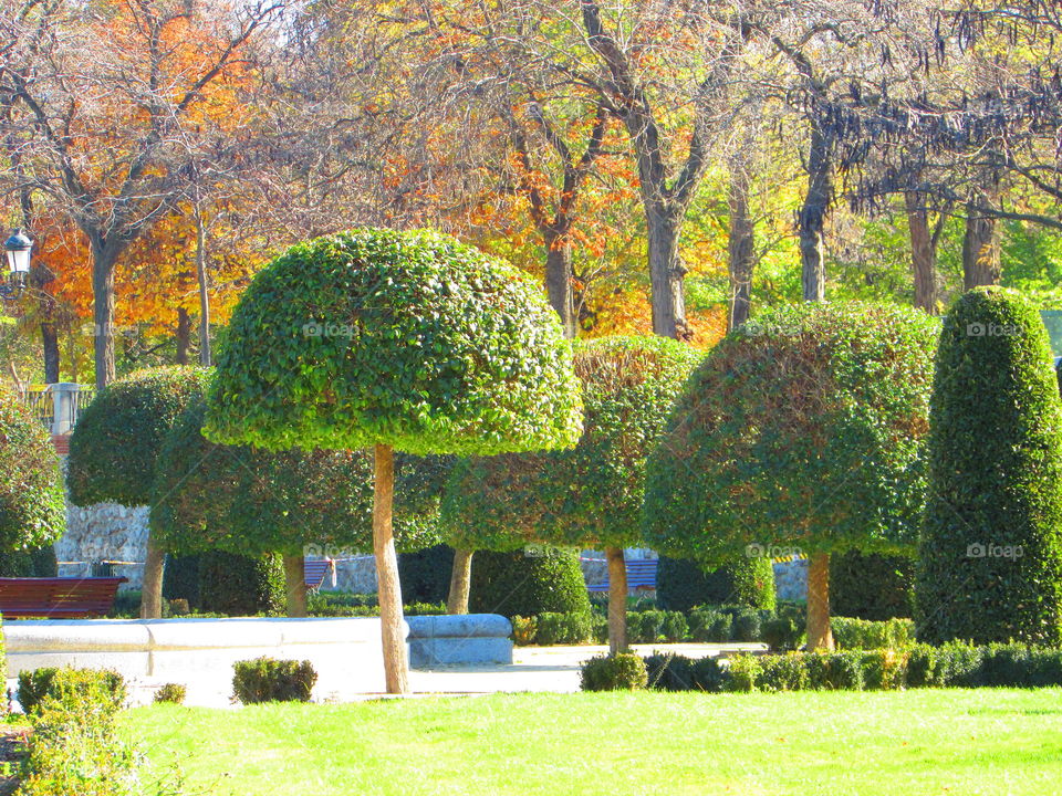 Thi area in Madrid is called the Buen Retiro Park where we can find the peace at the shadow of this unusual trees