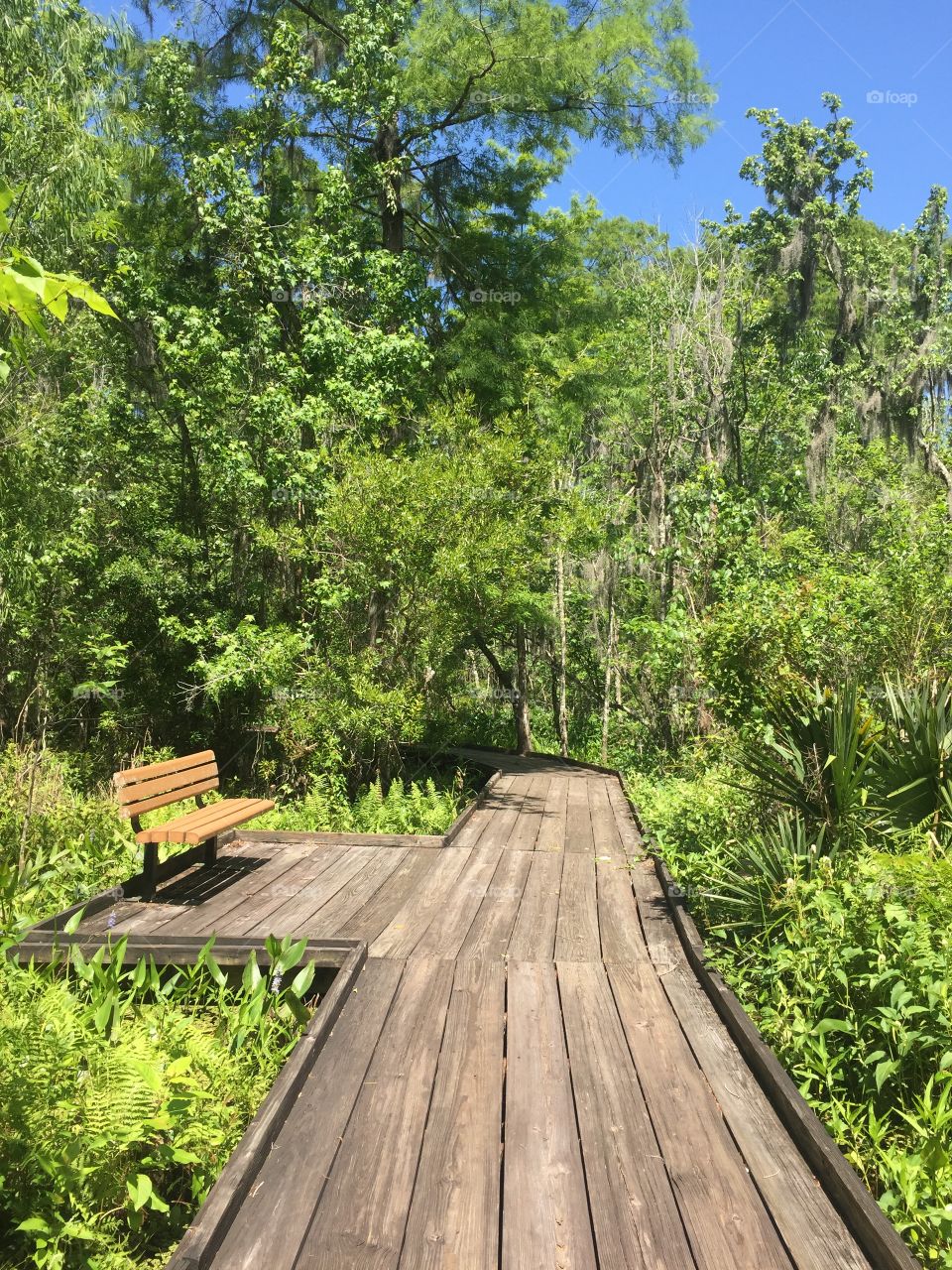 Hiking in the Bayou of New Orleans 