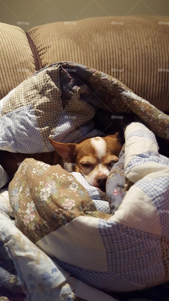 snug as bug in a rug