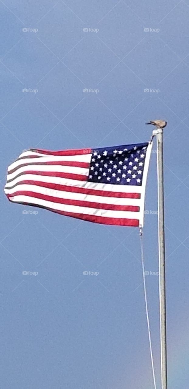 Old Glory and a bird