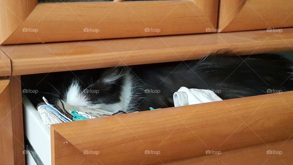 Sleeping cat in box