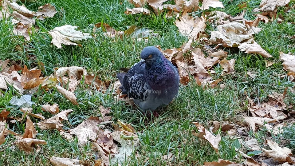 bird