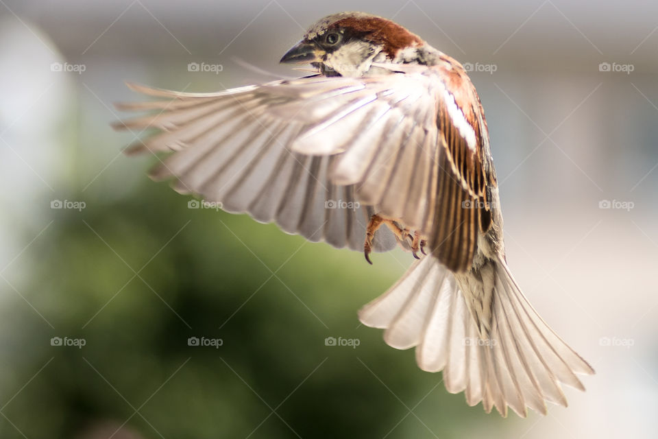 a sparrow frozen in flight in a very fast exposure photo