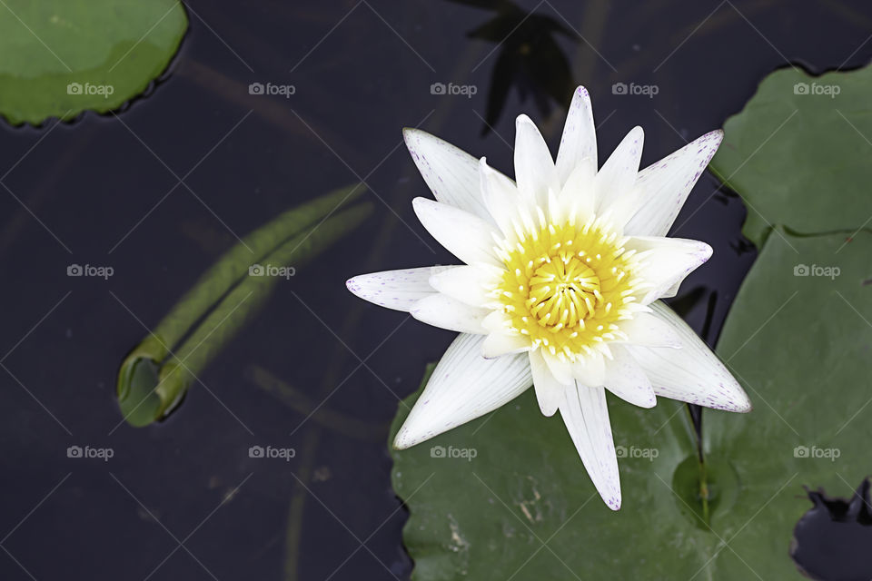 White lotus blooming in the pond.