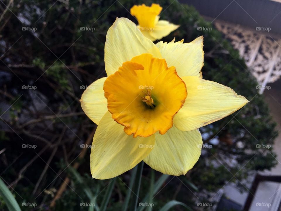 Spring has sprung with Daffodils 