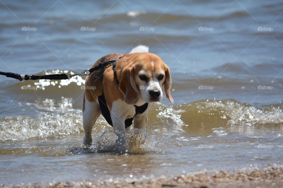 Beagle in the water at the beach