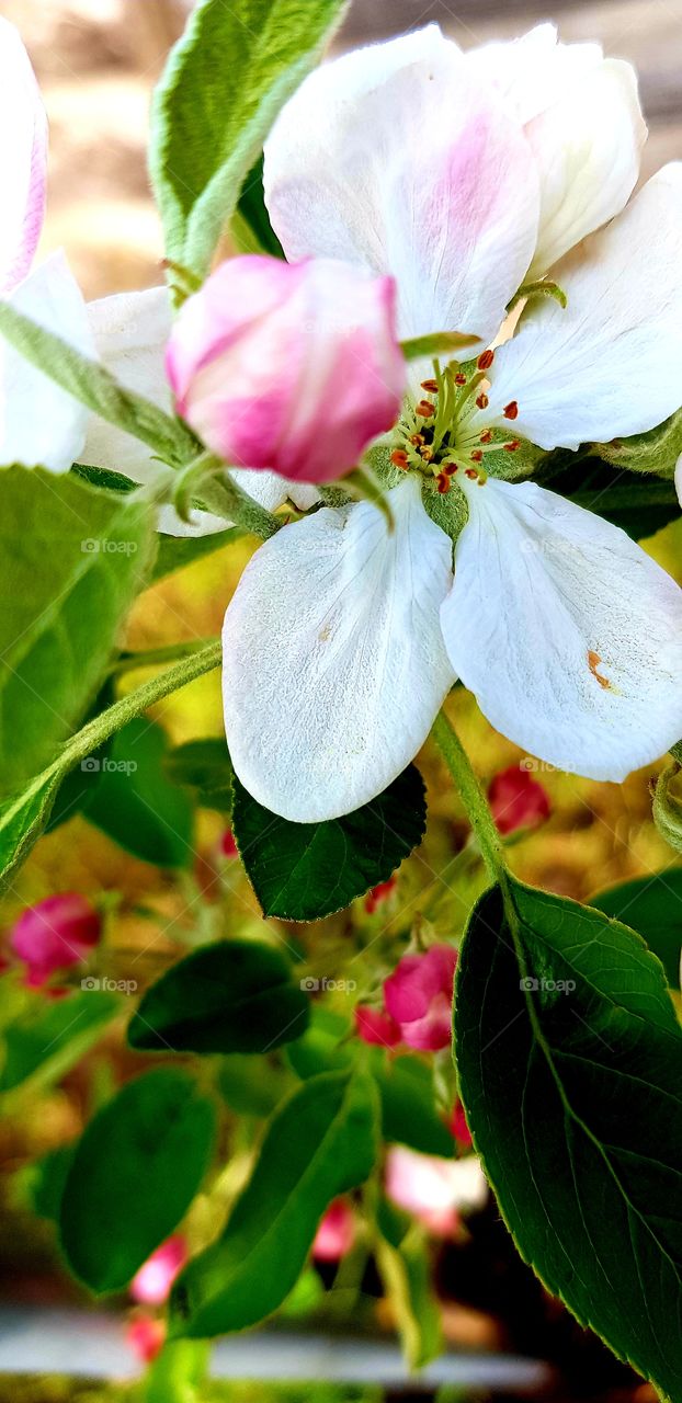 flowers