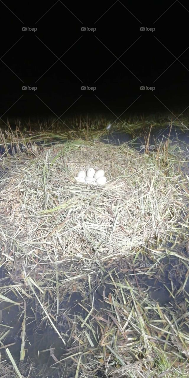 Exquisite swan’s nest . Rare shot with perfect eggs. It shows the care and work the forever partners take to construct their signet’s arrival.