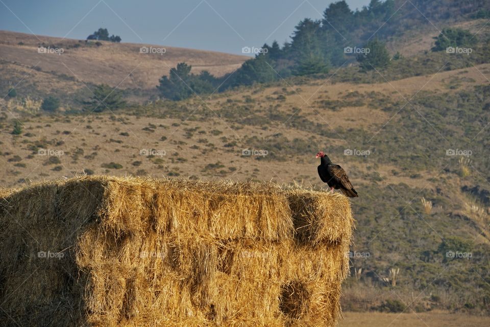 California Turkey Vulture Perched On A Haystack