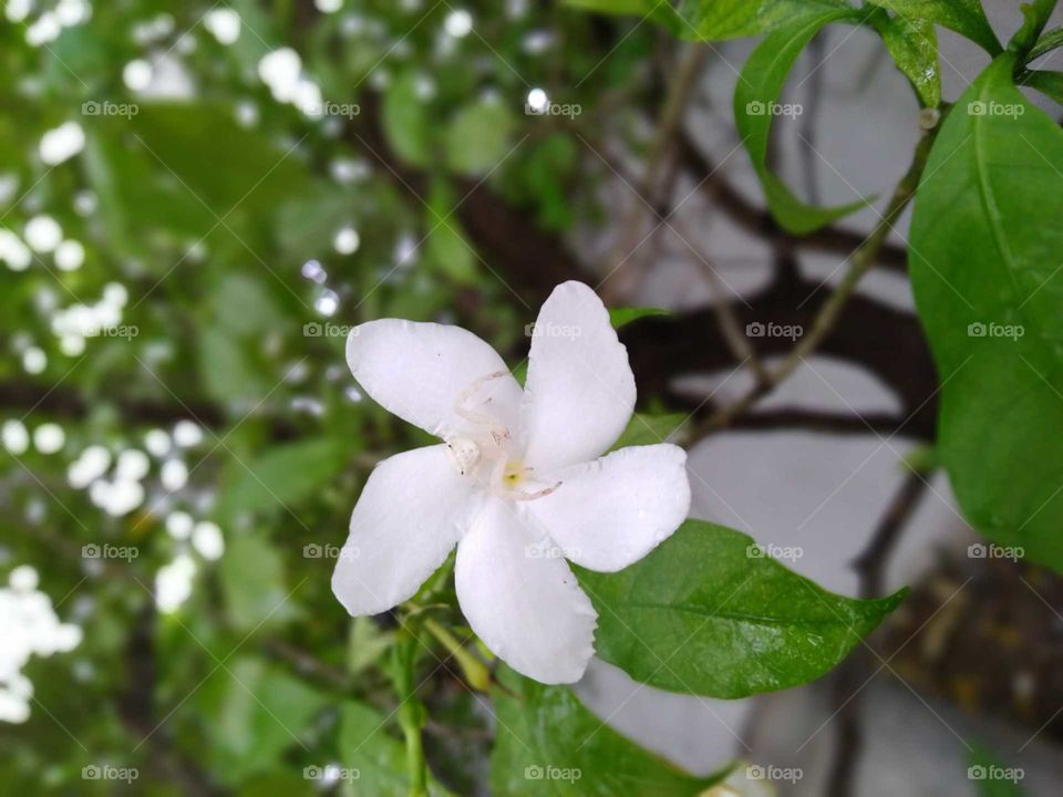A white flower