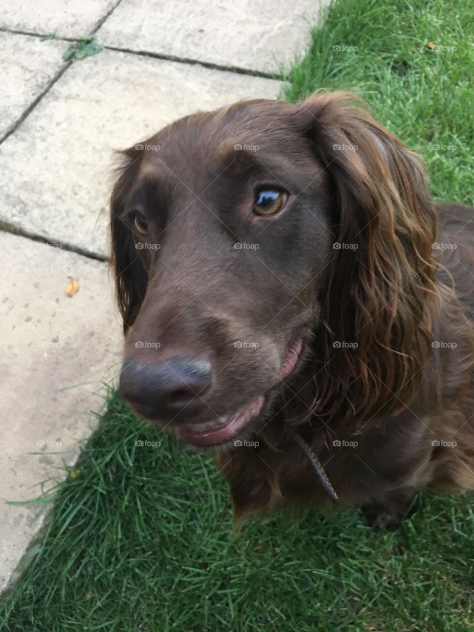 Smiling dog 