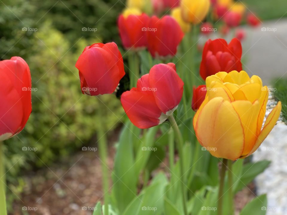 Colorful tulips 