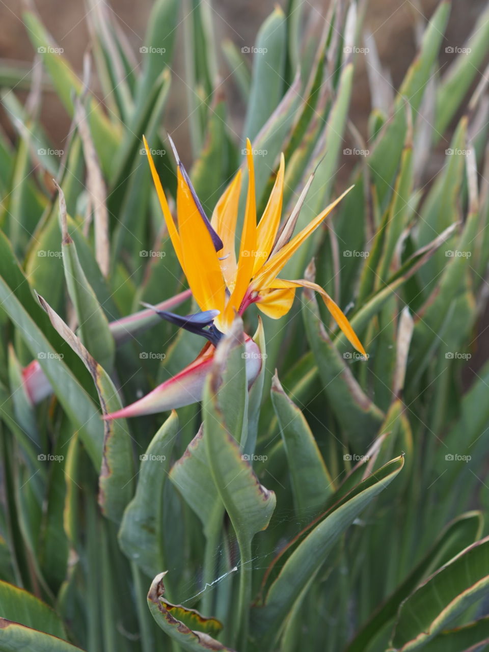 Bird of Paradise tropical plant in the Canary Islands