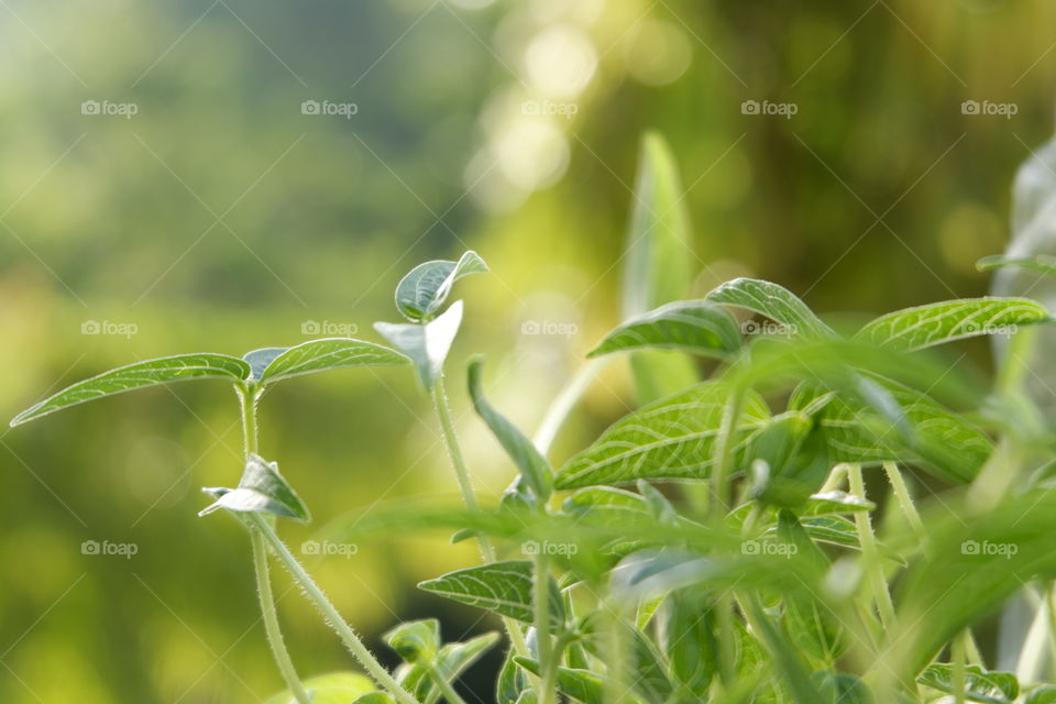 Soft focus on young mung bean plant with blurred bokeh background. Concept of organic and healthy planting in your own office.