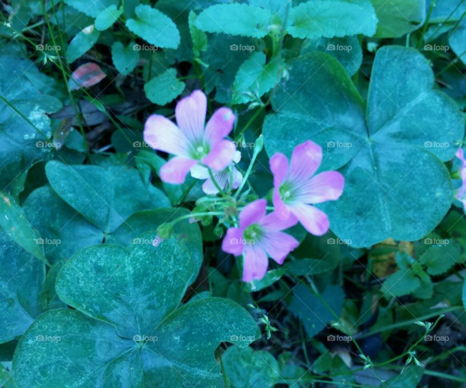 wild flowers. searching for my four leaf clover