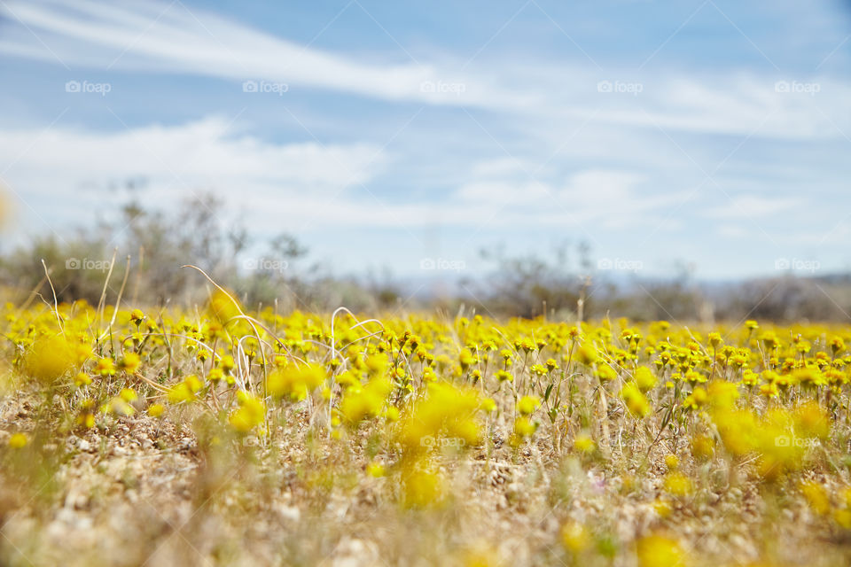 Once every decade or so the conditions in Death Valley, one of the lease hospitable places on the planet, are just right for the desert to burst into bloom