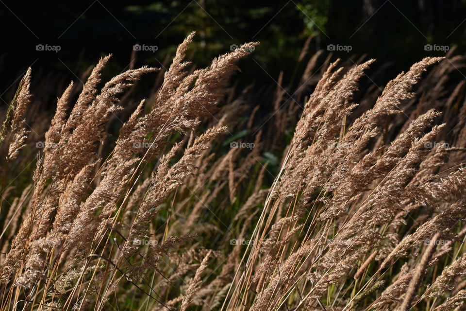 Along the trail 