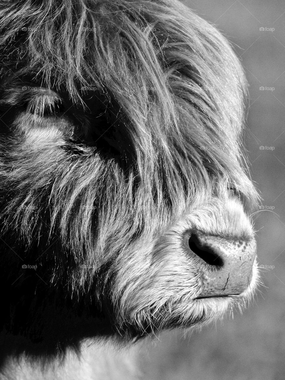 Highland Cattle Bull