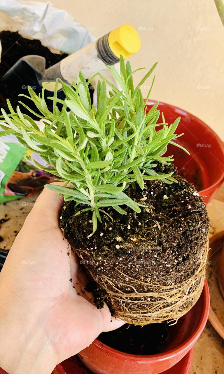 RoseMarie Plant Being Transplanted into a Pot 