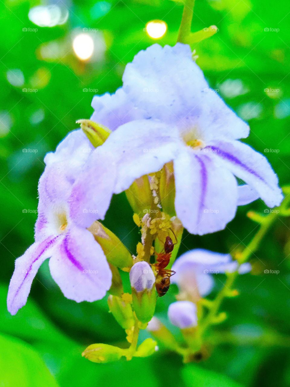 An ant foraging under the little flowers.