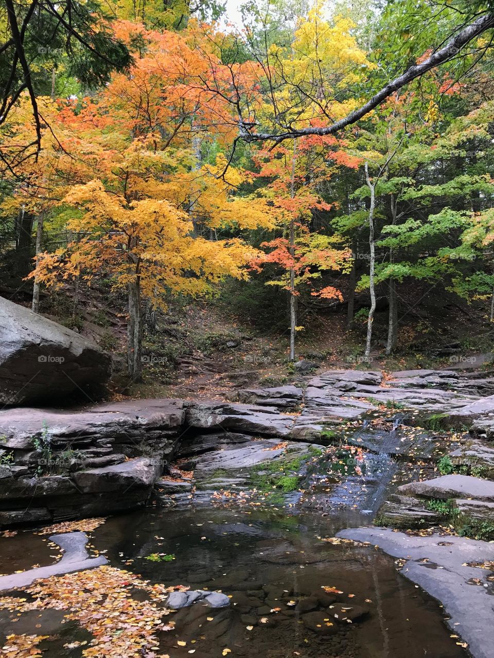 Colorful leaves of trees in a forest in the fall