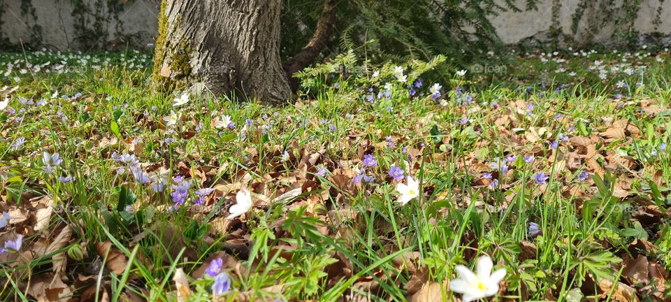 Anemonen