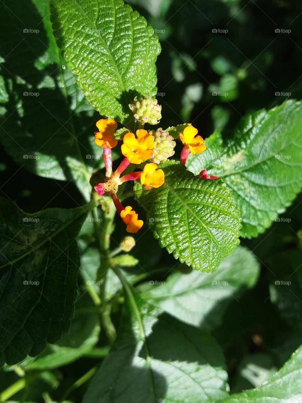 sun and shadows on the flowers in late afternoon